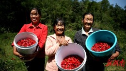 稳岗269人、月均增收超2000元，武陵源乡村车间显实效