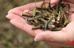 点赞！90后返乡青年自主研发设备 提高通道钩藤产业竞争力