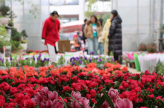 People Shop for Flowers for Upcoming Spring Festival