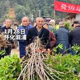 视频 | “身边增绿”送苗木入村到户