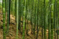 我国竹产业年产值超5200亿元