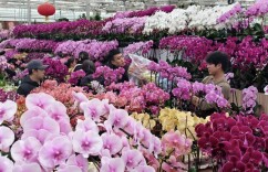 马年年宵花，“马”上有创意！可“云选购”送到家