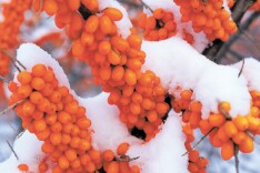 沙棘良种的“深根计划”