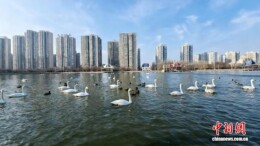 “天鹅越冬”何以成新疆冬季旅游新景？