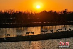 麋鹿成群“绘就”黄海之滨生态长卷