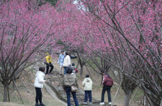 株洲的梅花开了！