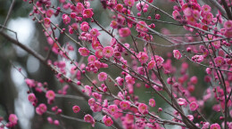 石峰探梅：立春前的第一声花信