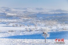 锡林郭勒雪原：苍原覆雪舞琼衣 生灵为画酝成诗