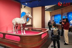 国博有“骏马”！马年新春文化展开幕