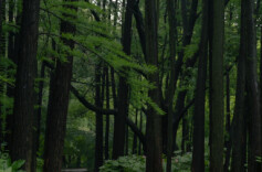 森林康养获政策支持用地瓶颈有望破解