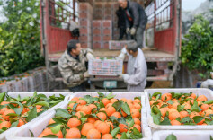 Farmers Supply Sweet Oranges for Spring Festival Market