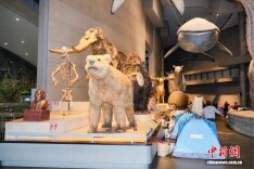 上海自然博物馆开启“奇妙夜” 解锁“城市微度假”新模式