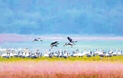 睢山：屈原时代的鸟文明密码