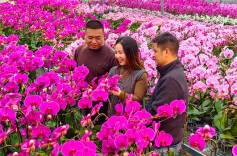 Flower Industry Helps Increase Farmers' Income