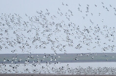 2月2日，相约岳阳！湖南省第30个世界湿地日活动启动