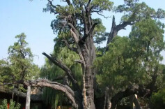 怀化市部署第三次古树名木资源普查工作