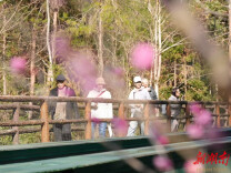 张家界十里画廊：寒潮散尽梅香溢，暖阳伴游赏春景