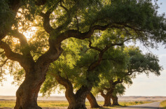 湘疆一脉  山河同辉