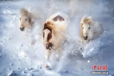 内蒙古赤峰：骏马踏雪飞驰乌兰布统草原