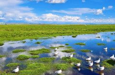 我国形成湿地保护发展新格局