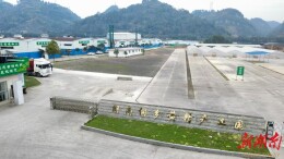 获出口食品生产资质 新晃黄精加速迈向国际化