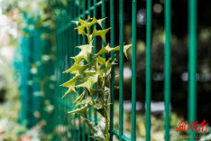 小小外伤可能引发致盲眼病