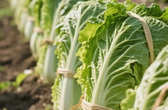 熊其雨专栏|揭秘！长沙人下火锅常备的捆芯白，到底是个啥菜？