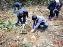 麻阳大桥江乡：盘活林下经济，“粽”出振兴新希望