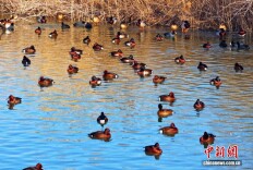 万鸟翔集！衡水湖冬日美出圈