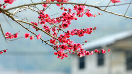 图片新闻 | 绥宁花园阁：腊梅盛开俏枝头