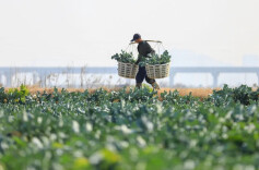 这件事，中央一号文件作了重点部署