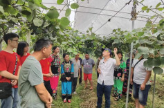 苗乡小院种出“金果果”——凤凰猕猴桃科技小院激活乡村振兴新动能