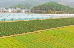 Hunan's Selenium-rich Vegetables Supplied Directly to Greater Bay Area