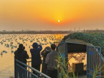 候鸟“春运”到站湖南@湖南日报