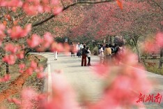 冬樱绽放引客来
