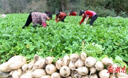 采收蔬菜保供应