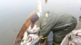 石门：两合水库冬捕启幕，生态管护鱼跃丰年