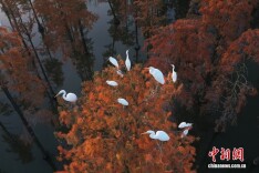 武汉：涨渡湖湿地池杉斑斓 林鸟相依绘就生态画卷