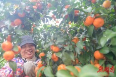 喜收砂糖橘