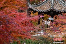 灿若云霞 南京栖霞山“枫”景迷人