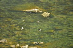 超惊喜！保靖酉水国家湿地公园中华秋沙鸭种群数量翻番