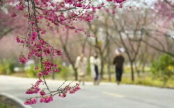 立春“湘”当美！一半花开，一半耕耘 