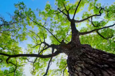 二十四节气森林剧场 | 立春：天地初生的温暖序章