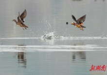 春江水暖 鸳鸯戏水