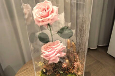 “娇龙”归乡 赴一场致敬之约