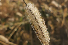 白头霜，牛皮凌