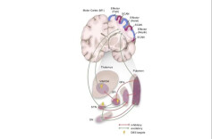 事关帕金森病治疗，我国科学家获得突破性成果！