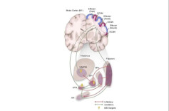 事关帕金森病治疗，我国科学家获得突破性成果！