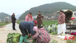 菜薹卖钱，菜籽榨油！衡南2万亩油菜玩出“一田双收”新花样
