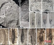 北大科研团队在醴陵有新发现！